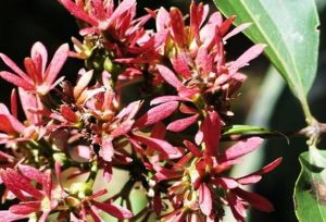 七子花屬 七子花屬