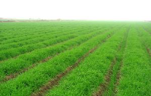 麥記麥綠素原料種植基地