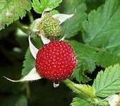 華中懸鉤子 華中懸鉤子