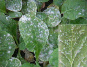 菸草白粉病 菸草白粉病