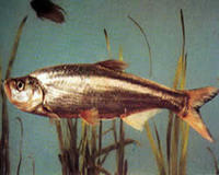 長尾白魚 長尾白魚