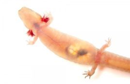 巴頓泉蠑螈 巴頓泉蠑螈