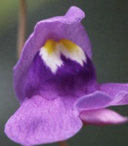 三色狸藻 三色狸藻