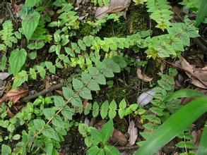 頂序石蜈蚣草 頂序石蜈蚣草