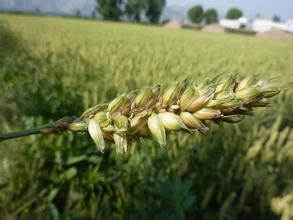 多花黑麥草 多花黑麥草