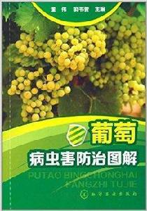葡萄病蟲害防治圖解 葡萄病蟲害防治圖解