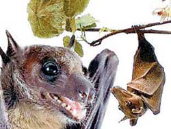 吸血蝙蝠很善跑 具有"令人吃驚"的奔跑能力