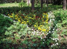 豬毛蒿生境、危害及分布