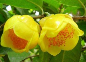 頂生金花茶（變種）