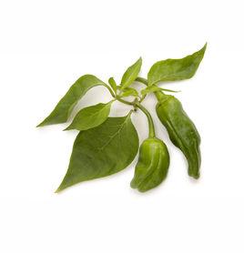 辣椒葉[管狀花目茄科植物]