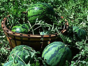 洮南黑水西瓜 洮南黑水西瓜