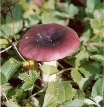 黑紫紅菇