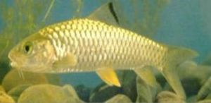 珠江虹彩光唇魚 珠江虹彩光唇魚