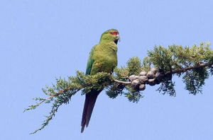 尖嘴錐尾鸚鵡