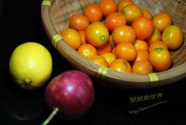 小布金桔 小布金桔