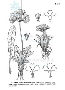 大果報春 大果報春