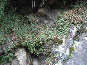 鈍葉牆蘚 鈍葉牆蘚