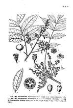 南酸棗[南酸棗]