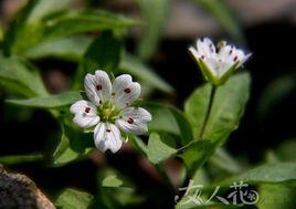 異葉假繁縷 異葉假繁縷