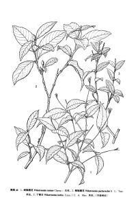 粗軸蕘花 粗軸蕘花