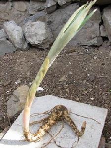 泰山黃精 泰山黃精