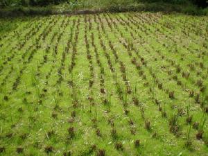 小黑山村自然村