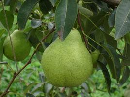 乳山陽梨 乳山陽梨