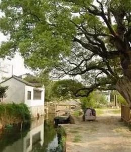 明月灣村 明月灣村