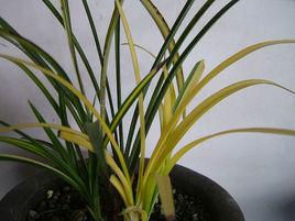 中透春蘭 中透春蘭