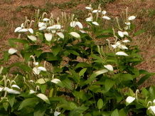 三白草屬 三白草屬