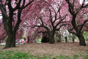 日本錦蘚 日本錦蘚