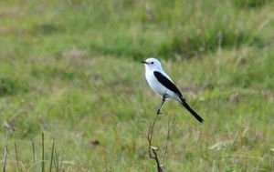 白腰蒙霸鶲 白腰蒙霸鶲