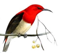 摩鹿加攝蜜鳥 摩鹿加攝蜜鳥