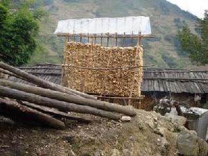 排扒自然村農村經濟-玉米