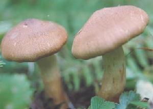 鱗柄口蘑 鱗柄口蘑