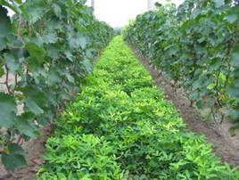 油料-果樹 間種套種