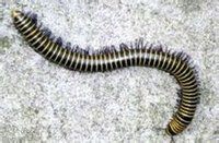 不是蛇的千腳蛇