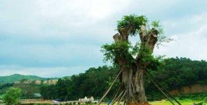 望天湖旅遊度假區 望天湖旅遊度假區