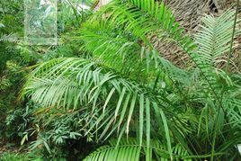 黃藤[棕櫚科黃藤屬植物]