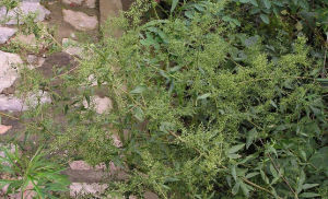 無毛牛尾蒿 無毛牛尾蒿