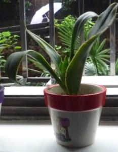 虎皮香草 虎皮香草