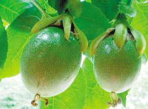 熱帶水果雞蛋果 熱帶水果雞蛋果