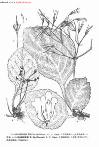 疏花唇柱苣苔 疏花唇柱苣苔