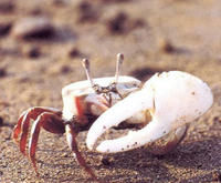 清白招潮 清白招潮