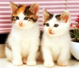 韋爾斯貓 韋爾斯貓