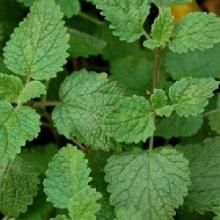 鼎湖青岡 鼎湖青岡