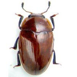 大蕈甲科 大蕈甲科