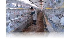 東達蒙古王集團