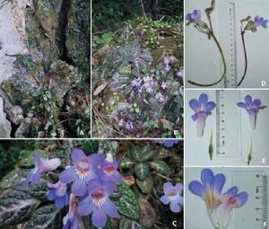 泡葉報春苣苔 泡葉報春苣苔