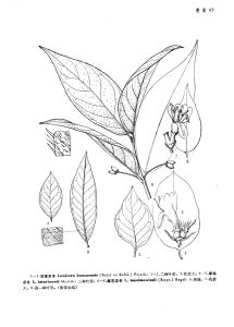 紅花亞組 紅花亞組